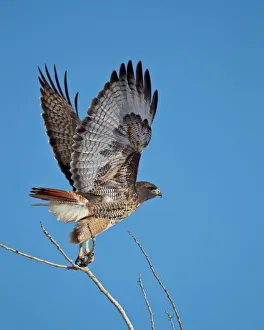 Red-tailed hawk (Buteo jamaicensis) taking off, Bosque del Apache National Wildlife Refuge Red-tailed hawk (Buteo jamaicensis) taking off, Bosque del Apache National Wildlife Refuge