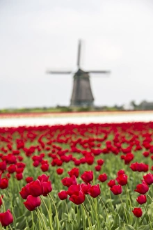 North Holland Travel Destination Prints: Red tulip fields frame the windmill in spring, Berkmeer, Koggenland, North Holland