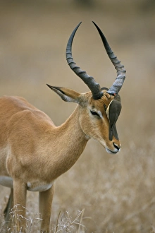 Outdoor Photography Africa Prints: Redbilled oxpecker