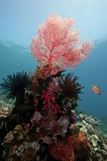 Reef scene with sea fan, Komodo, Indonesia, Southeast Asia, Asia Reef scene with sea fan, Komodo, Indonesia, Southeast Asia, Asia