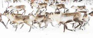 Reindeer herded by Sami people running fast in the white landscape during a snowfall, Lapland, Sweden, Scandinavia Reindeer herded by Sami people running fast in the white landscape during a snowfall, Lapland, Sweden, Scandinavia