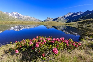 Rhododendrons in bloom at Lake Andossi, Chiavenna Valley, Sondrio province, Valtellina Rhododendrons in bloom at Lake Andossi, Chiavenna Valley, Sondrio province, Valtellina