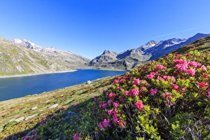 Rhododendrons on the shores of the basin, Montespluga, Chiavenna Valley, Sondrio province Rhododendrons on the shores of the basin, Montespluga, Chiavenna Valley, Sondrio province
