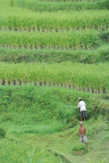 Rice Field Landscape Prints: Rice fields