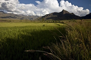 Rice fields in the evening sun underneath the Tsaranoro Massif, Andringitra National Park Rice fields in the evening sun underneath the Tsaranoro Massif, Andringitra National Park
