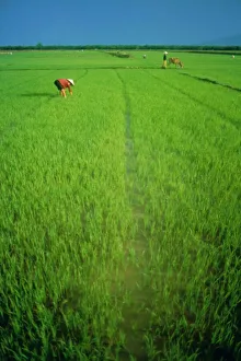 Asian Rural Landscape Photography Prints: Rice paddy fields