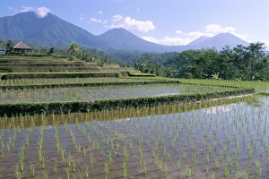 Rice Cultivation In Indonesia Prints: Rice paddy fields in centre of the island