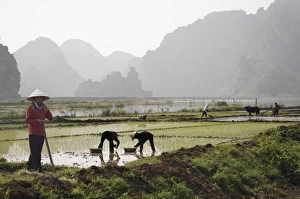 Traditional Clothing Photography Prints: Rice planters working in paddy fields, Vietnam, Indochina, Southeast Asia