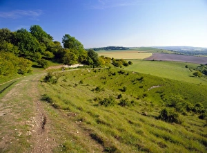 Prints of The Ridgeway Path between Steps Hill and Pitstone Hill, Chilterns, Buckinghamshire, England, UK, Europe Buckinghamshire Prints: The Ridgeway Path Print, Steps Hill to Pitstone Hill