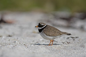Scotland Travel Destination Prints: Ringed plover