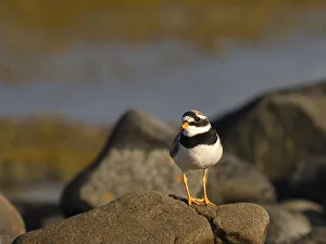 Ringed Plover, County Clare, Munster, Republic of Ireland, Europe Ringed Plover, County Clare, Munster, Republic of Ireland, Europe
