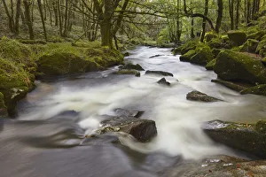 The River Fowey, flowing through woodland and over Golitha Falls The River Fowey, flowing through woodland and over Golitha Falls