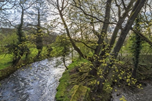 Rural Scenes In Europe Prints: River Wye, trees and Peak Tor in spring