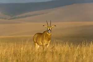 Liwonde Collection: Roan antelope (Hippotragus equinus), Nyika National Park, Malawi, Africa