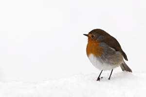 Robin in Snow Print, UK Europe