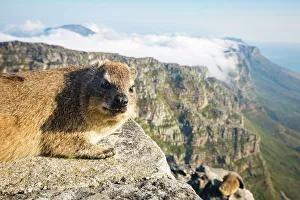 Cape Town Prints: Table Mountain Rock Dassie Print