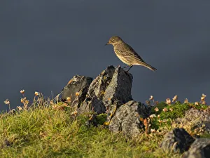 Rock Pipit, County Clare, Munster, Republic of Ireland, Europe Rock Pipit, County Clare, Munster, Republic of Ireland, Europe