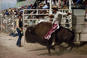 American Cowboy Culture Prints: Rodeo riding
