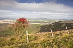 Prints of The rolling hills of the South Downs National Park near to Brighton, Sussex, England, United Kingdom, Europe Brighton And Hove Prints: South Downs National Park Print, Sussex, England