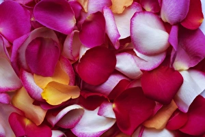 Nature Close Up Shots Prints: Rose petals