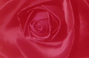 Rose Print from Robert Harding