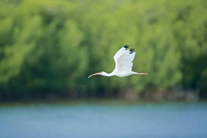 Roseate spoonbill (Ajaia ajaja) in flight, Sanibel Island, J. N. Ding Darling National Wildlife Refuge, Florida Roseate spoonbill (Ajaia ajaja) in flight, Sanibel Island, J. N. Ding Darling National Wildlife Refuge, Florida