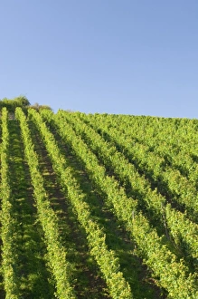 Moselle Wine Region Prints: Rows of grape vines