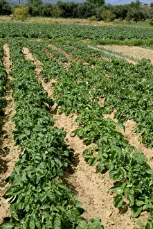 Cretan Landscape Photography Prints: Rows of potatoes