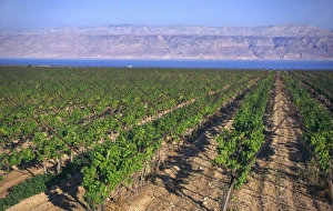 Middle East Scenery Prints: Rows of vines in vineyard