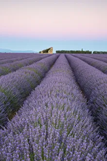 Ruins in a lavender field at dawn, Plateau de Valensole, Alpes-de-Haute-Provence Ruins in a lavender field at dawn, Plateau de Valensole, Alpes-de-Haute-Provence