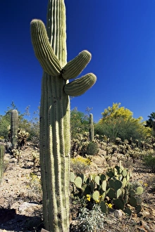 Arizona Sonora Desert Museum Prints: Saguaro cacti
