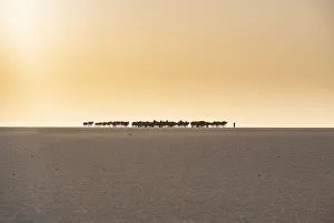 Salt caravan transporting salt through the desert, Oasis Fachi, Tenere desert, Niger Salt caravan transporting salt through the desert, Oasis Fachi, Tenere desert, Niger