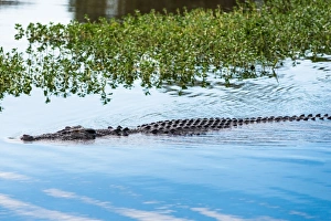 Saltwater crocodile in Yellow Water billabong and wetland, Kakadu National Park, Northern Territory Saltwater crocodile in Yellow Water billabong and wetland, Kakadu National Park, Northern Territory