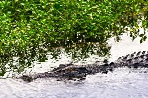 Saltwater crocodile at Yellow Water Wetlands and Billabong, Kakadu National Park Saltwater crocodile at Yellow Water Wetlands and Billabong, Kakadu National Park