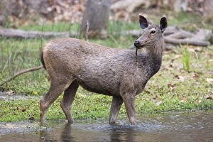Madhya Pradesh National Parks Prints: Sambar deer