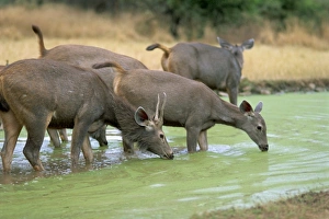 Sambar Deer Habitat Prints: Sambar herd