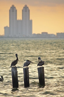 San Padre Island, Texas, United States of America, North America San Padre Island, Texas, United States of America, North America