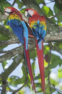 Prints of Scarlet Macaws (Ara macao) perching on a tree, Corcovado National Park, Osa Peninsula, Costa Rica, Central America Images Dated 2020 May: Scarlet Macaws Perched Print, Corcovado National Park