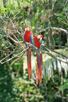 Tropical Rainforest Wildlife Prints: Scarlet Macaws (Ara macao) perching on a tree