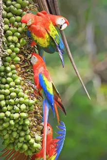 Wild Animal Behavior Observation Prints: Scarlet Macaws (Ara macao) perching on a tree