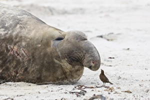 Scarred Southern elephant seal (Mirounga leonina) bull and Cobbs wren (Troglodytes cobbi), Sea Lion Island Scarred Southern elephant seal (Mirounga leonina) bull and Cobbs wren (Troglodytes cobbi), Sea Lion Island