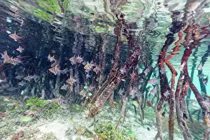 Indonesian Ocean Wildlife Prints: A school of orbicular cardinalfish (Sphaeramia orbicularis)