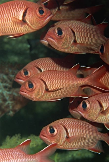 Schooling squirrel fish (Sargocentron species) are nocturnal, Similan Islands Schooling squirrel fish (Sargocentron species) are nocturnal, Similan Islands