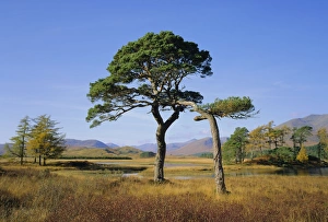 Western Europe Nature Scene Prints: Scots Pine Trees