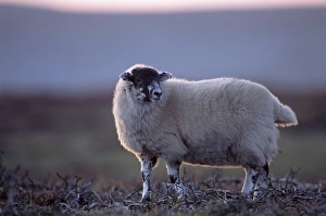 Great Britain Animal Images Prints: Scottish blackface sheep