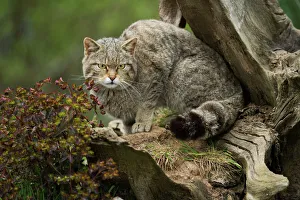Scottish wildcat (wildcat) (Felis silvestris), Devon, England, United Kingdom, Europe Scottish wildcat (wildcat) (Felis silvestris), Devon, England, United Kingdom, Europe