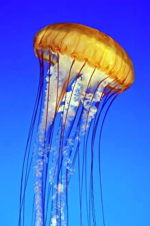 Images Dated 10th February 2005: Sea nettle jellyfish (chrysaora fuscescens), Monterey Aquarium, California