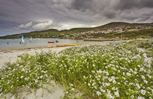 Sea rocket growing on the Strand at Derrynane House, Ring of Kerry, County Kerry Sea rocket growing on the Strand at Derrynane House, Ring of Kerry, County Kerry