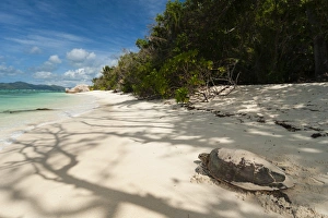La Digue Landscape Photography Prints: Sea turtle, Anse Source d Argent beach, La Digue, Seychelles, Indian Ocean, Africa