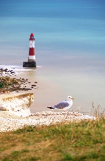 English Coastline Photography Prints: Seagull, Beachy Head chalk cliffs